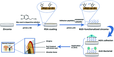 Graphical abstract: Biofunctionalization of zirconia with cell-adhesion peptides via polydopamine crosslinking for soft tissue engineering: effects on the biological behaviors of human gingival fibroblasts and oral bacteria