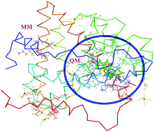 Graphical abstract: Combined quantum mechanics/molecular mechanics (QM/MM) methods to understand the charge density distribution of estrogens in the active site of estrogen receptors