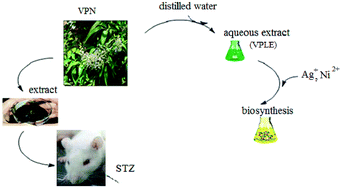 Graphical abstract: The efficient biogeneration of Ag and NiO nanoparticles from VPLE and a study of the anti-diabetic properties of the extract