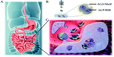 Graphical abstract: Biomimetic enzyme barrier for preventing intestine-derived LPS induced diseases