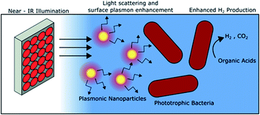 Graphical abstract: Rhodopseudomonas palustris-based conversion of organic acids to hydrogen using plasmonic nanoparticles and near-infrared light