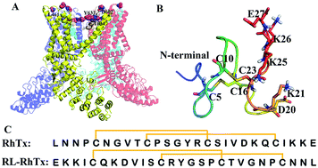 Graphical abstract: Synthesis and biological activity study of the retro-isomer of RhTx against TRPV1