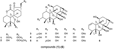 Graphical abstract: Diterpenoids from Isodon rubescens and their nitric oxide production inhibitory activity