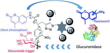 Graphical abstract: Monitoring glycosidase activity for clustered sugar substrates, a study on β-glucuronidase