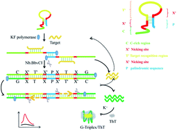 Graphical abstract: Symmetric exponential amplification reaction-based DNA nanomachine for the fluorescent detection of nucleic acids