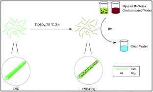 Graphical abstract: A study of TiO2 nanocrystal growth and environmental remediation capability of TiO2/CNC nanocomposites