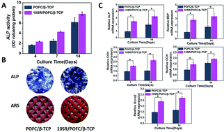 Graphical abstract: Strontium ranelate-loaded POFC/β-TCP porous scaffolds for osteoporotic bone repair