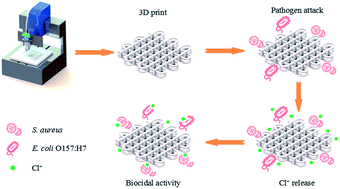 Graphical abstract: Three-dimensionally printed polylactic acid/cellulose acetate scaffolds with antimicrobial effect