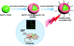 Graphical abstract: Solvothermal synthesis and modification of NaYF4:Yb/Er@NaLuF4:Yb for enhanced up-conversion luminescence for bioimaging