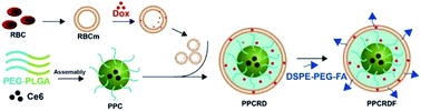 Graphical abstract: Photosensitizer-loaded cell membrane biomimetic nanoparticles for enhanced tumor synergetic targeted therapy