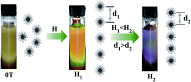 Graphical abstract: Amphiphilic copolymer self-assembly of magnetic nanoparticles for construction of magnetically responsive photonic crystals based on steric hindrance
