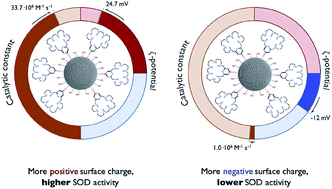 Graphical abstract: A step forward in the development of superoxide dismutase mimetic nanozymes: the effect of the charge of the surface on antioxidant activity