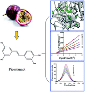 Graphical abstract: Exploring the inhibitory mechanism of piceatannol on α-glucosidase relevant to diabetes mellitus