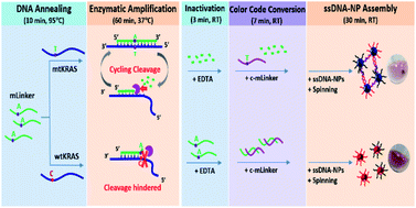 Graphical abstract: A centrifugation-assisted visual detection of SNP in circulating tumor DNA using gold nanoparticles coupled with isothermal amplification