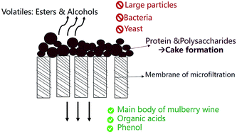 Graphical abstract: Fouling analysis and permeate quality evaluation of mulberry wine in microfiltration process