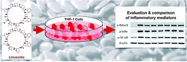 Graphical abstract: Flaxseed orbitides, linusorbs, inhibit LPS-induced THP-1 macrophage inflammation