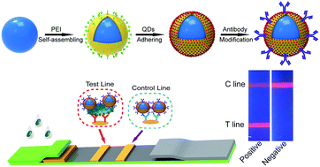 Graphical abstract: Polyethyleneimine-interlayered silica-core quantum dot-shell nanocomposites for sensitive detection of Salmonella typhimurium via a lateral flow immunoassay