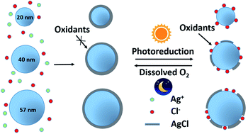 Graphical abstract: The combined effect of light irradiation and chloride on the physicochemical properties of silver nanoparticles