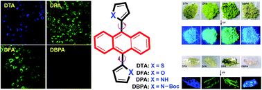 Graphical abstract: Aggregation-induced emission compounds based on 9,10-diheteroarylanthracene and their applications in cell imaging