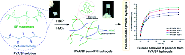 Graphical abstract: Design and performance of a poly(vinyl alcohol)/silk fibroin enzymatically crosslinked semi-interpenetrating hydrogel for a potential hydrophobic drug delivery