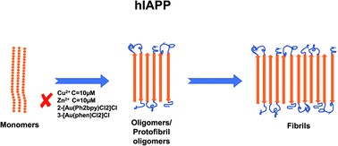 Graphical abstract: Aggregation of biologically important peptides and proteins: inhibition or acceleration depending on protein and metal ion concentrations