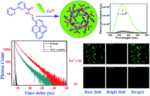 Graphical abstract: Pyrene-appended bipyridine hydrazone ligand as a turn-on sensor for Cu2+ and its bioimaging application