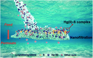 Graphical abstract: An l-cystine/l-cysteine impregnated nanofiltration membrane with the superior performance of an anchoring heavy metal in wastewater