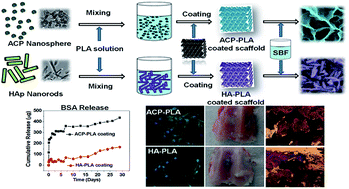 Graphical abstract: The mineralization, drug release and in vivo bone defect repair properties of calcium phosphates/PLA modified tantalum scaffolds