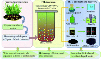 Graphical abstract: Characterization of biofuel production from hydrothermal treatment of hyperaccumulator waste (Pteris vittata L.) in sub- and supercritical water