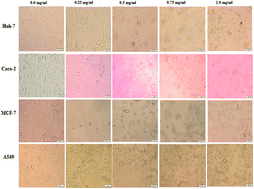 Graphical abstract: In vitro assessment of the bioactivities of sericin protein extracted from a bacterial silk-like biopolymer