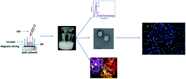 Graphical abstract: Globular protein stabilized nanoparticles for delivery of disulfiram: fabrication, characterization, in vitro toxicity, and cellular uptake