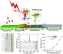 Graphical abstract: Rapid, quantitative and ultra-sensitive detection of cancer biomarker by a SERRS-based lateral flow immunoassay using bovine serum albumin coated Au nanorods