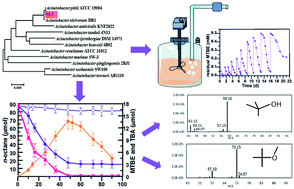 Graphical abstract: Characterization of co-metabolic biodegradation of methyl tert-butyl ether by a Acinetobacter sp. strain