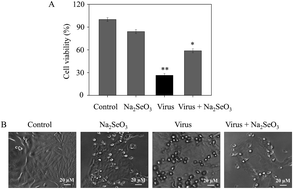 Graphical abstract: The inhibition of H1N1 influenza induced apoptosis by sodium selenite through ROS-mediated signaling pathways