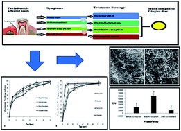 Graphical abstract: Design and in vitro/in vivo evaluations of a multiple-drug-containing gingiva disc for periodontotherapy