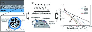 Graphical abstract: Analytical modeling framework for performance degradation of PEM fuel cells during startup–shutdown cycles