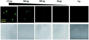 Graphical abstract: Bead based facile assay for sensitive quantification of native state green fluorescent protein