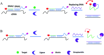 Graphical abstract: A ligation-triggered and protein-assisted fluorescence anisotropy amplification platform for sensitive and selective detection of small molecules in a biological matrix