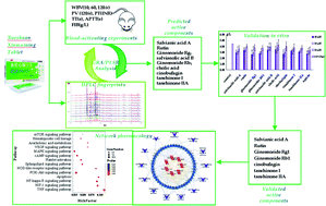 Graphical abstract: Identification of blood-activating components from Xueshuan Xinmaining Tablet based on the spectrum–effect relationship and network pharmacology analysis