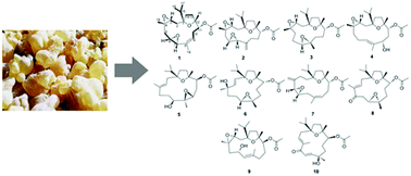 Graphical abstract: Cembrane-type diterpenoids from the gum resin of Boswellia carterii and their biological activities