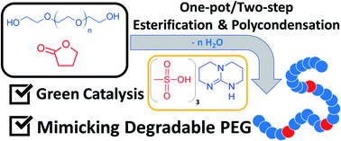 Graphical abstract: Preparation of a mimetic and degradable poly(ethylene glycol) by a non-eutectic mixture of organocatalysts (NEMO) via a one-pot two-step process