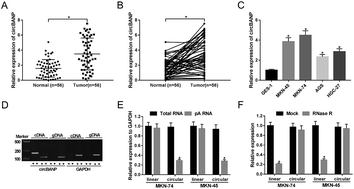 Graphical abstract: Retracted Article: CircBANP acts as a sponge of let-7a to promote gastric cancer progression via the FZD5/Wnt/β-catenin pathway