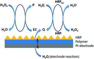 Graphical abstract: Electrochemical biosensor for detection of 17β-estradiol using semi-conducting polymer and horseradish peroxidase