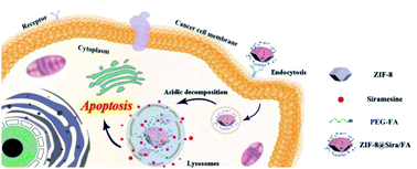 Graphical abstract: A siramesine-loaded metal organic framework nanoplatform for overcoming multidrug resistance with efficient cancer cell targeting