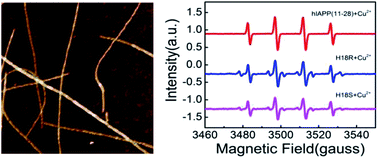 Graphical abstract: His18 promotes reactive oxidative stress production in copper-ion mediated human islet amyloid polypeptide aggregation