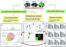 Graphical abstract: Comprehensive metabolomics analysis based on UPLC-Q/TOF-MSE and the anti-COPD effect of different parts of Celastrus orbiculatus Thunb.