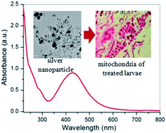 Graphical abstract: Bio-nanoparticle assembly: a potent on-site biolarvicidal agent against mosquito vectors