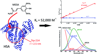 Graphical abstract: Spectroscopic demonstration of sinapic acid methyl ester complexes with serum albumins