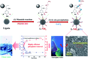 Graphical abstract: Cerium oxide nanoparticle functionalized lignin as a nano-biosorbent for efficient phosphate removal