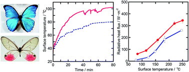 Graphical abstract: Heat transfer properties of Morpho butterfly wings and the dependence of these properties on the wing surface structure